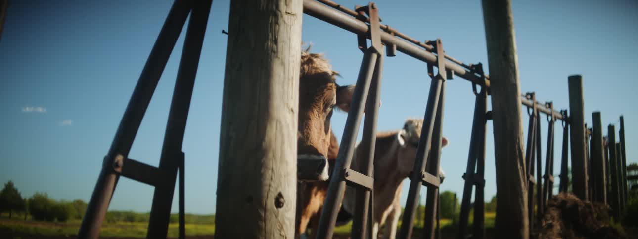 A caged cow on a farm land