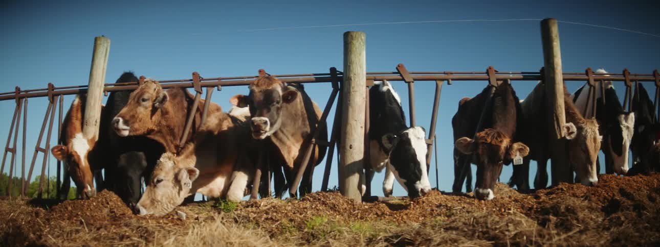 The sun shines on cattle as they are outside eating under a clear blue sky