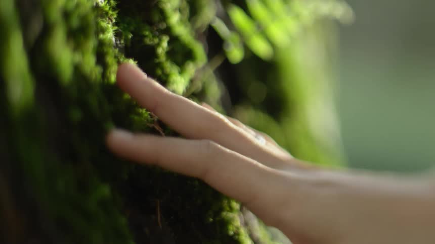 A person slowly move their fingers downward along the bark of a tree