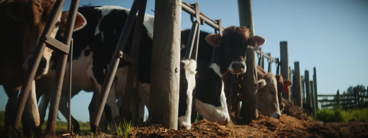 Cow confined within a cage their heads poking out to eat