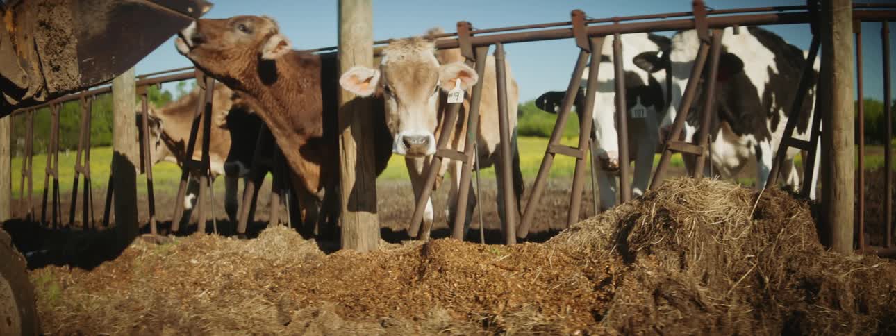 A group of cow confined within a cage their heads poking out to eat