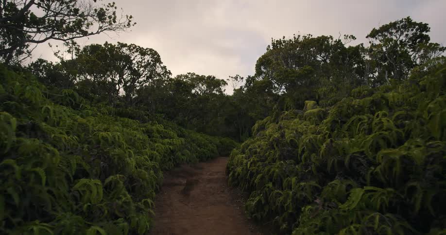 A dirt trail is surrounded by trees and vegetation under a cloudy sky