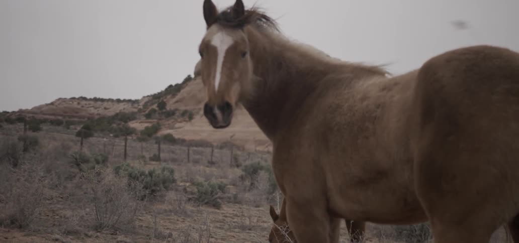 A horse is eating on a windy day