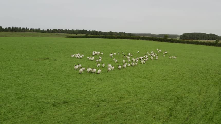 Aerial view of a flock of sheep in the green meadow