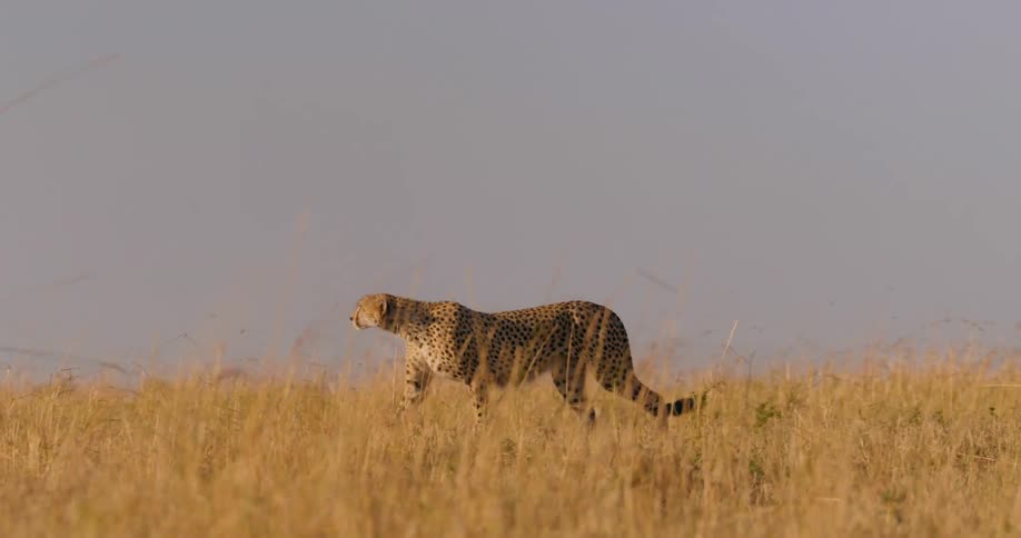 Cheetah walks through golden grass slowly