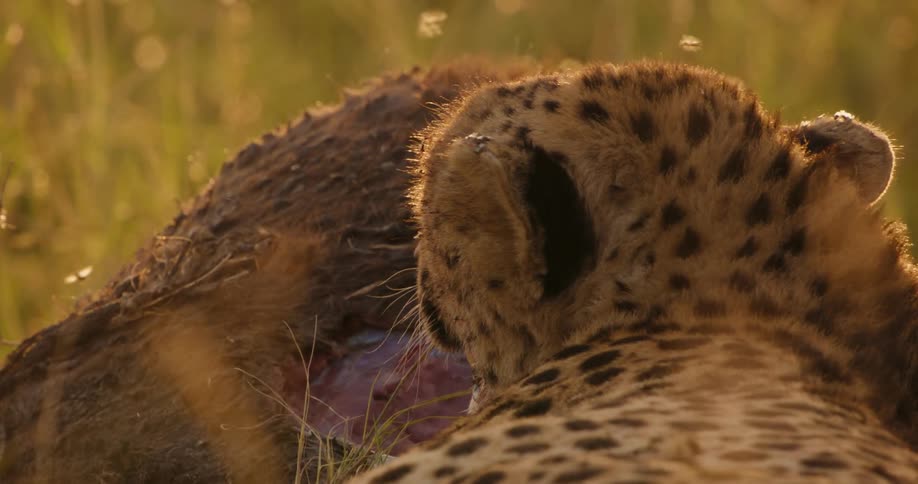 A cheetah laying down panting in front of a deal animal with flies all around