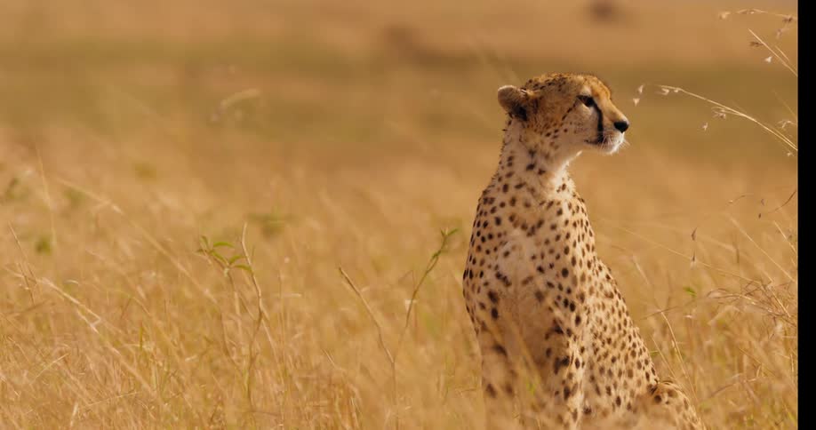 A cheetah is sitting on the grass in the jungle