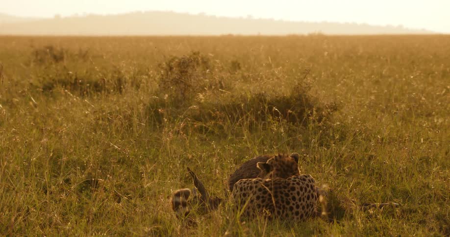 Cheetah feeding from a freshly hunted prey in the african savannah at evening