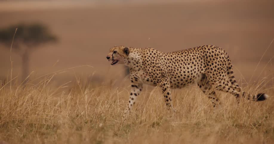 A cheetah is walking slowly and stalking prey in the savannah
