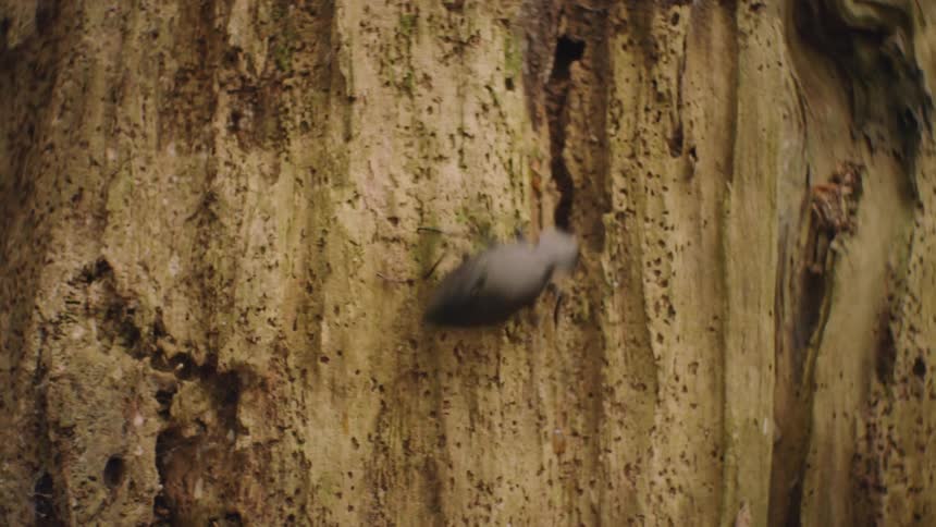 The beetle crawls on the tree