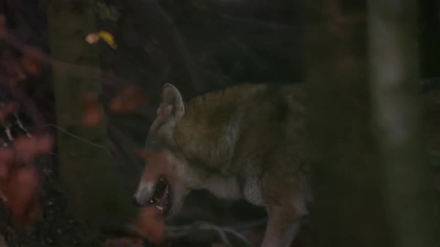 A wolf walking through a forest near other wolves standing in the same forest