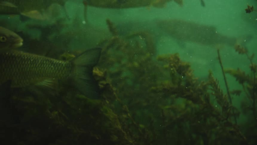 Colorful Carp Swimming in Seaweed-Filled Waters