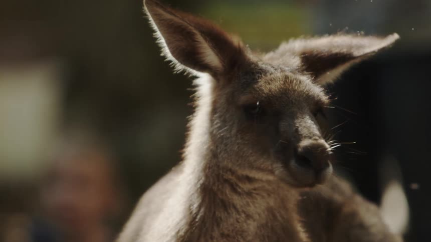 Kangaroo shaking its head