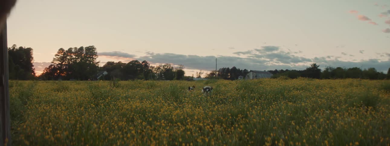 A wide field farm land with two dogs running towards a man