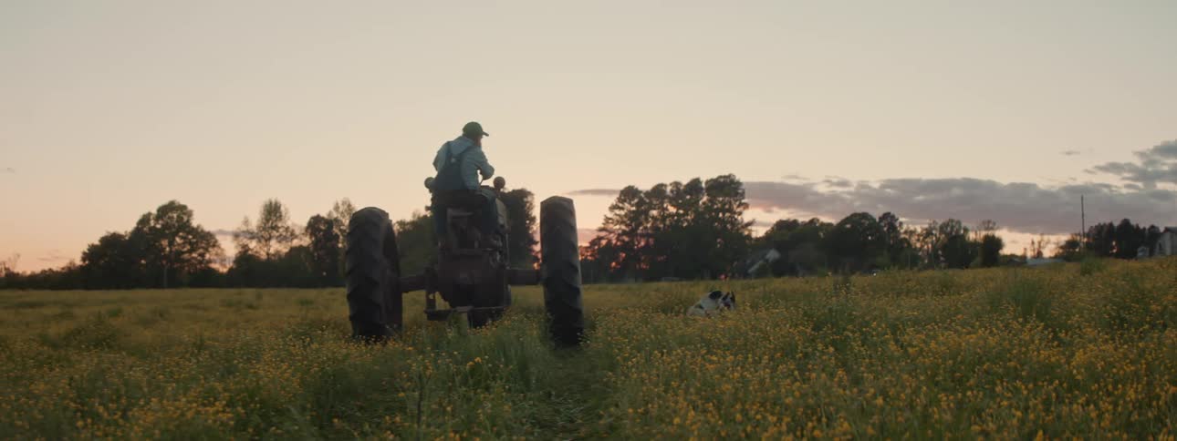 Two happy dogs run on a wildflower field next to a tractor driven by a farmer at evening