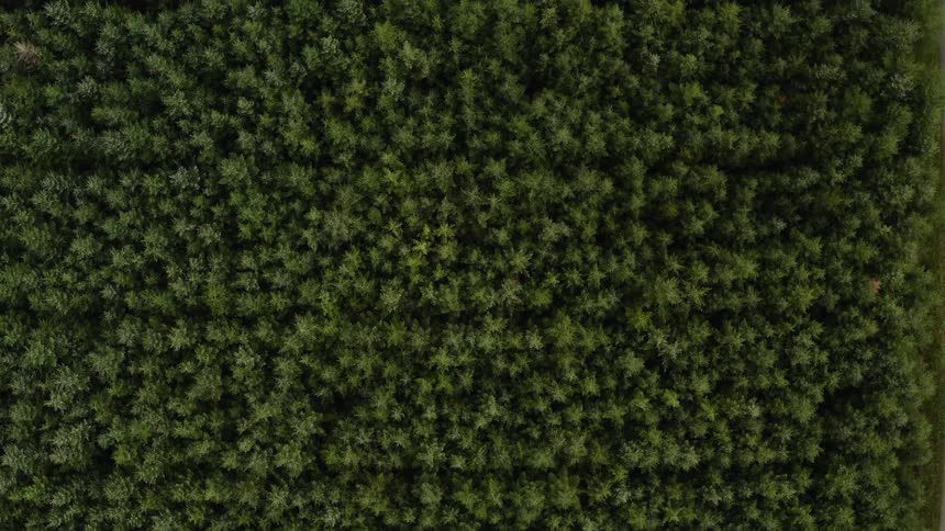The tops of a plethora of pine trees is shown via drone looking down
