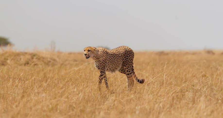 A cheetah walks through a flat yellow savanna in the day