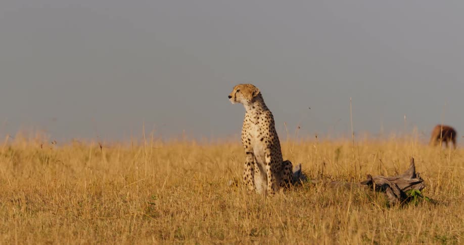 Cheetah sitting on the grass in african plain looking on as wildebeests roam around in the background