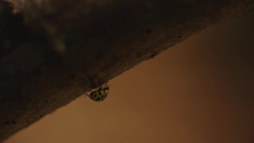 Yellow Ladybug Crawling on Tree in the Wilderness