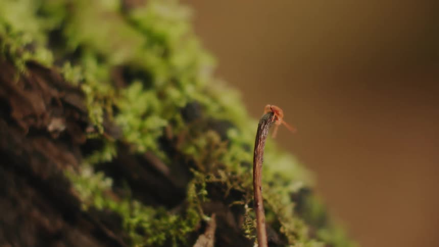 Tiny red bug crawling up and down the stem of a leaf on the bark of a mossy tree root