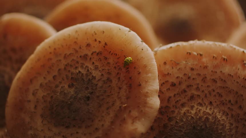 Close-up of a Small Yellow Beetle Crawling on a Mushroom