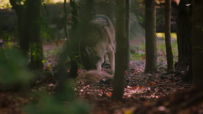 Wild Wolf Feasting in Forest: Intense Predatory Moment