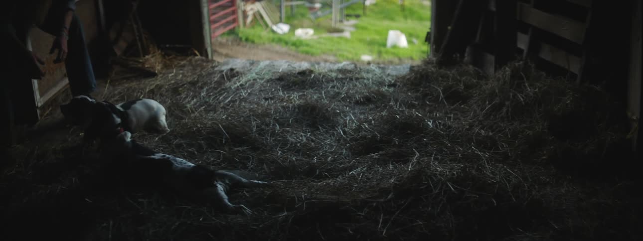 Two dogs walk through the hay in the barn towards a man
