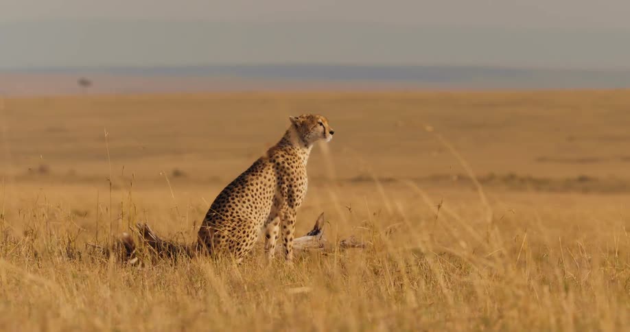 The cheetah watches the field