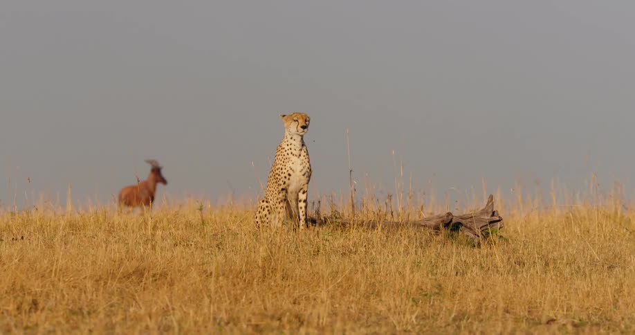 A cheetah sits in open savannah and looks around while an antelope stands behind it