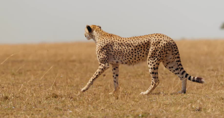 Cheetah walking across large field in the wild