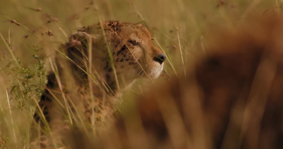 Close up view of a cheetah laying in the jungle is displayed