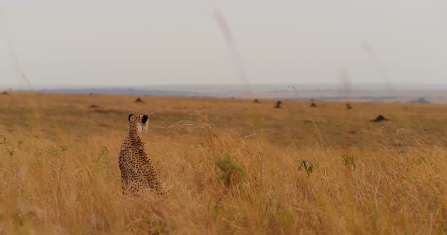 A cheetah is sitting in a grassland area