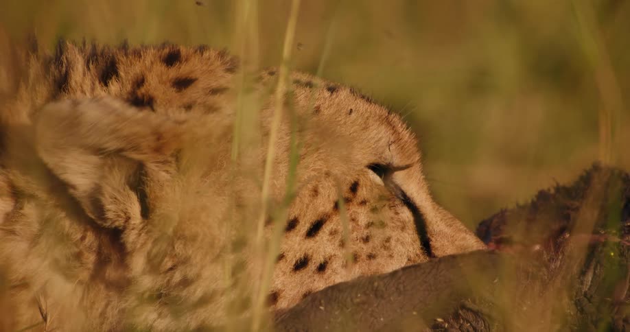 A close up of a jaguars face while it eats another animal as flies surround the head