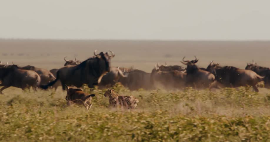 Cheetah races forward to tackle running wildebeest as remaining herd flees