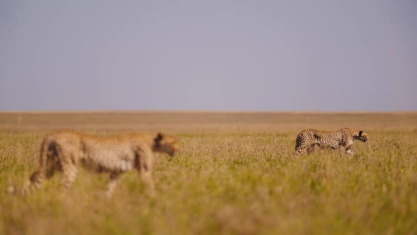 Two cheetahs are crawling in the savannah
