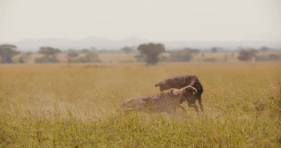 Cheetah and a a young wildebeest engaged in a fight in a wide field