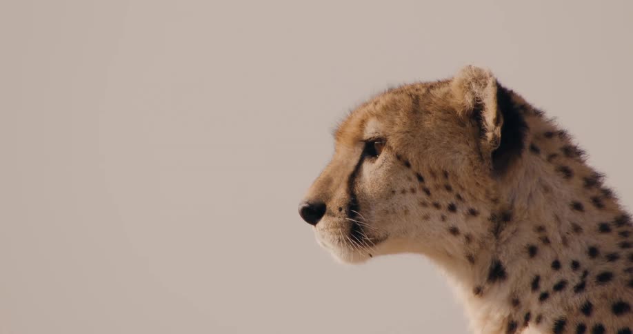An up close of a cheetahs face turning his head straight and blinking