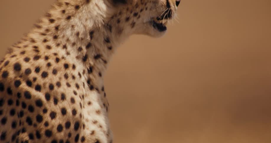 A cheetah is sitting in the savannah
