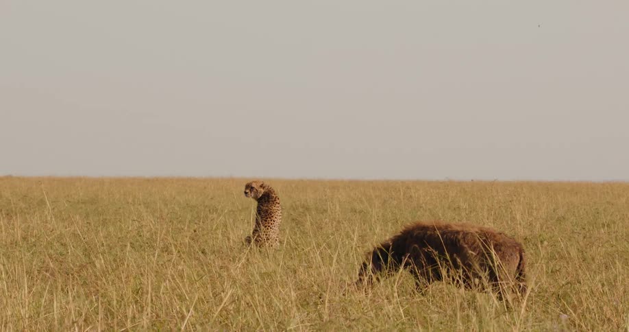 Hyena and cheetah in the savannah while the hyena is eating a wildebeest carcass