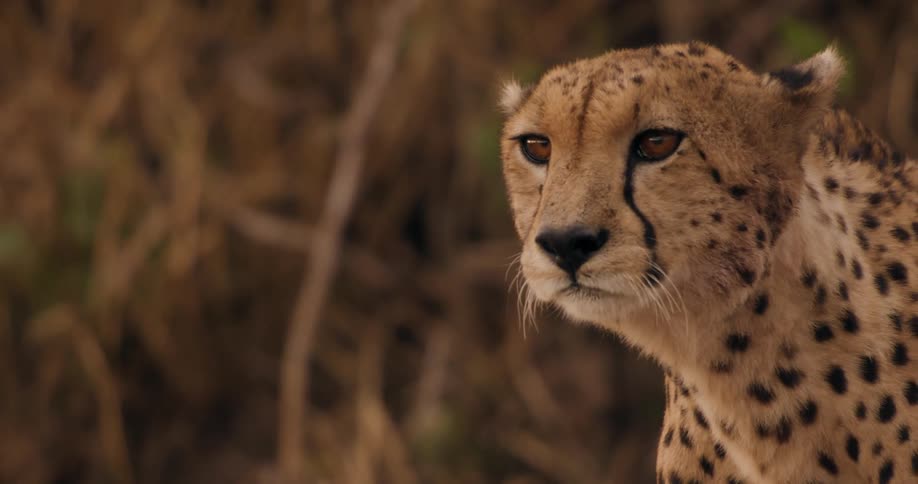 Close up of the head of a cheetah looking around in the wilderness