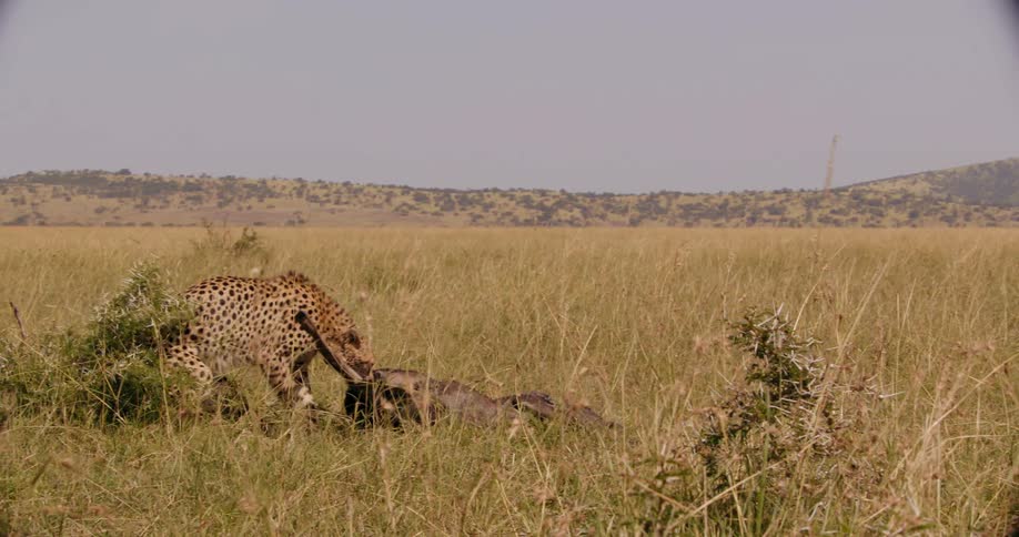Cheetah dragging a dead animal across a field in the wild