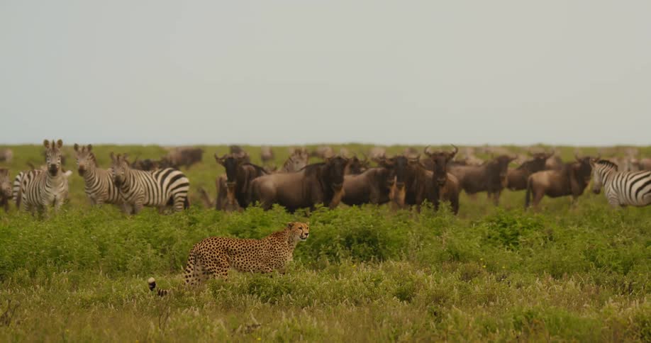 A herd of safari animals grazing as a cheetah walks by in front of the herd