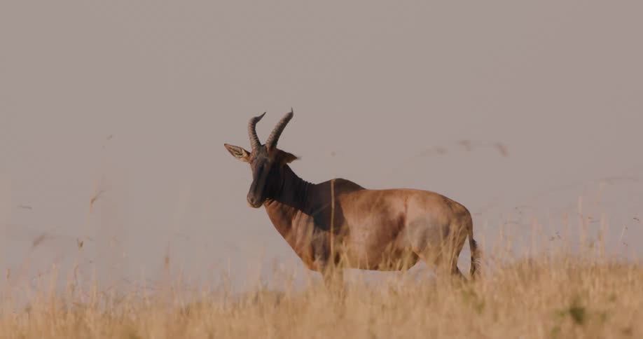 A gazelle is walking on the grassland field