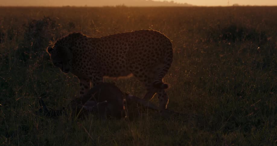 Cheetah feeding from a freshly hunted prey in the african savannah at evening