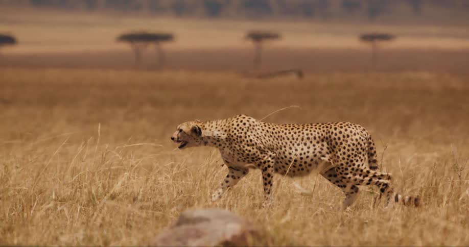 Slow motion view of a cheetah on the hunt
