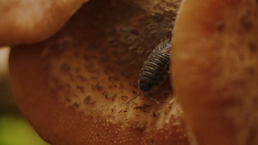 Close-up of a Bug Crawling on Food