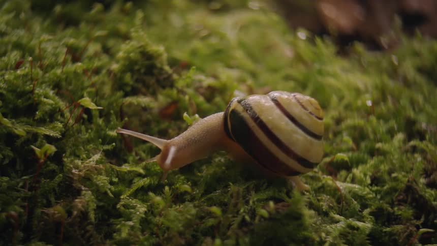 Close up of a snail eating moss