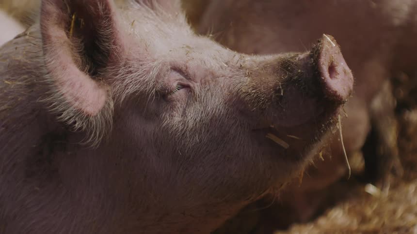 Adorable Pink Pig Sniffing the Air in a Barn