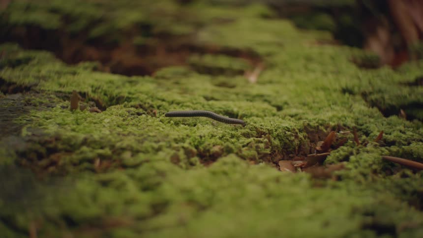 Centipede walking across moss atop of bark