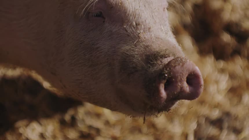 Curious Pig Observing Farm Surroundings and Yawning